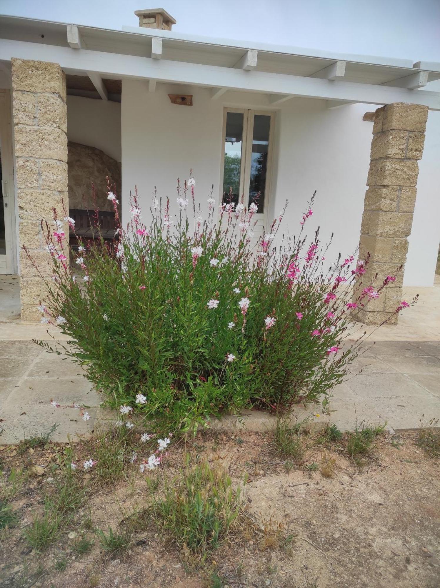 Trullo Contrada Specchi Διαμέρισμα Racale Εξωτερικό φωτογραφία
