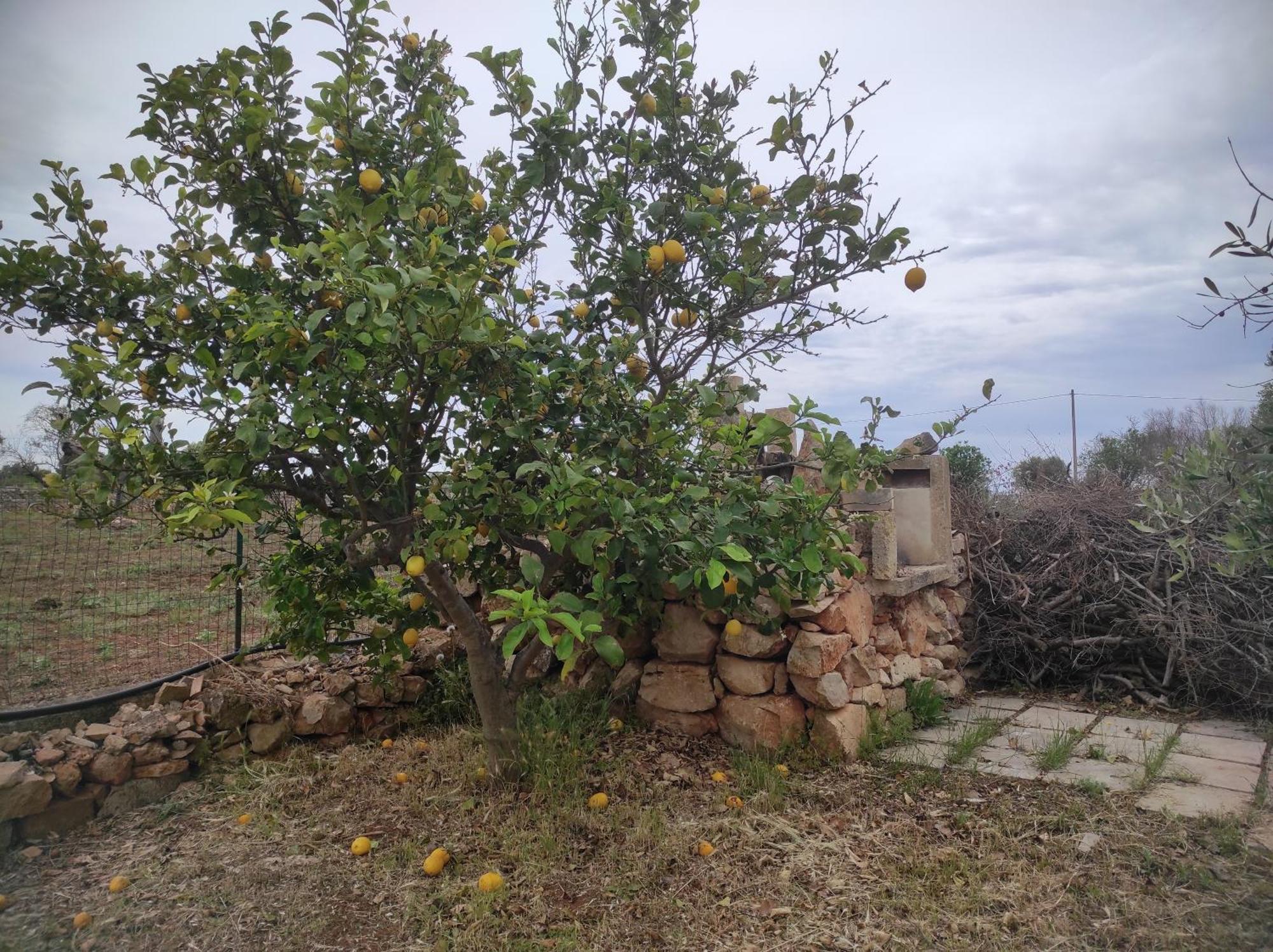 Trullo Contrada Specchi Διαμέρισμα Racale Εξωτερικό φωτογραφία