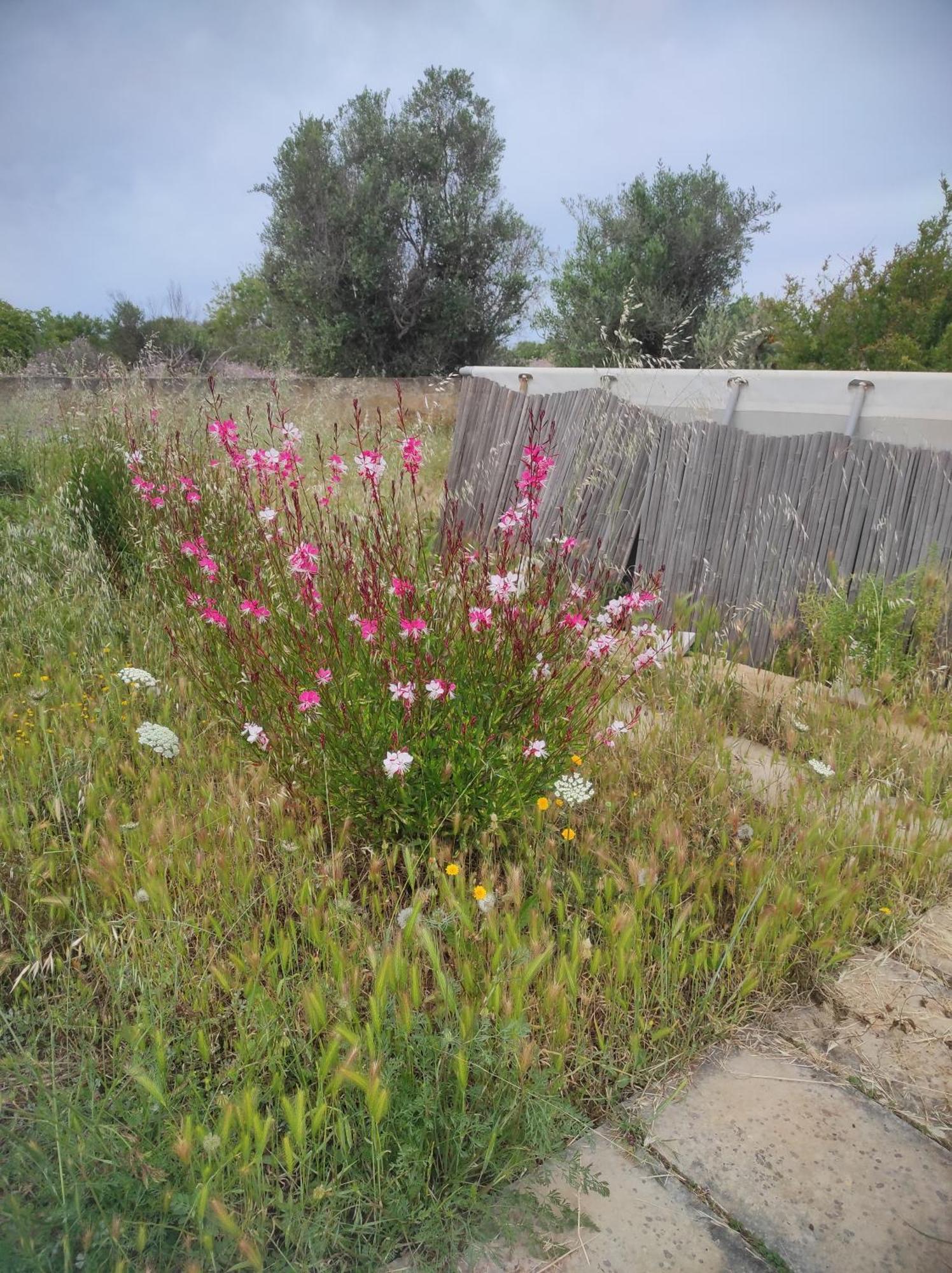 Trullo Contrada Specchi Διαμέρισμα Racale Εξωτερικό φωτογραφία